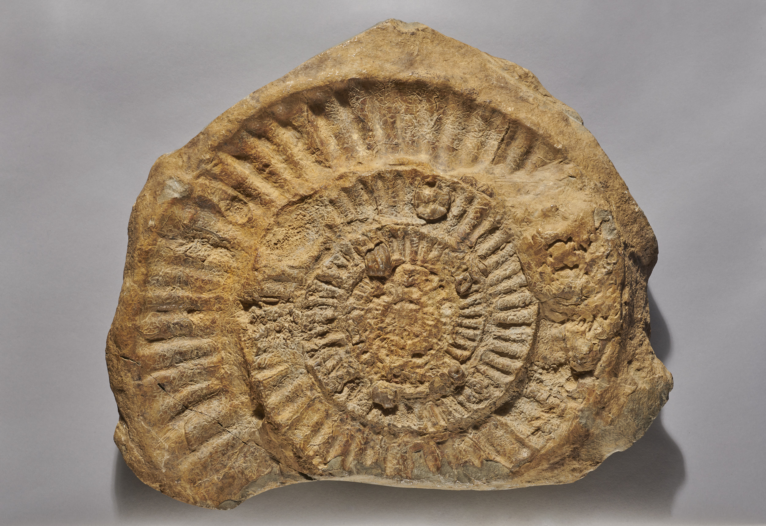 An ammonite fossil from the Herbert Art Gallery & Museum's permanent collection