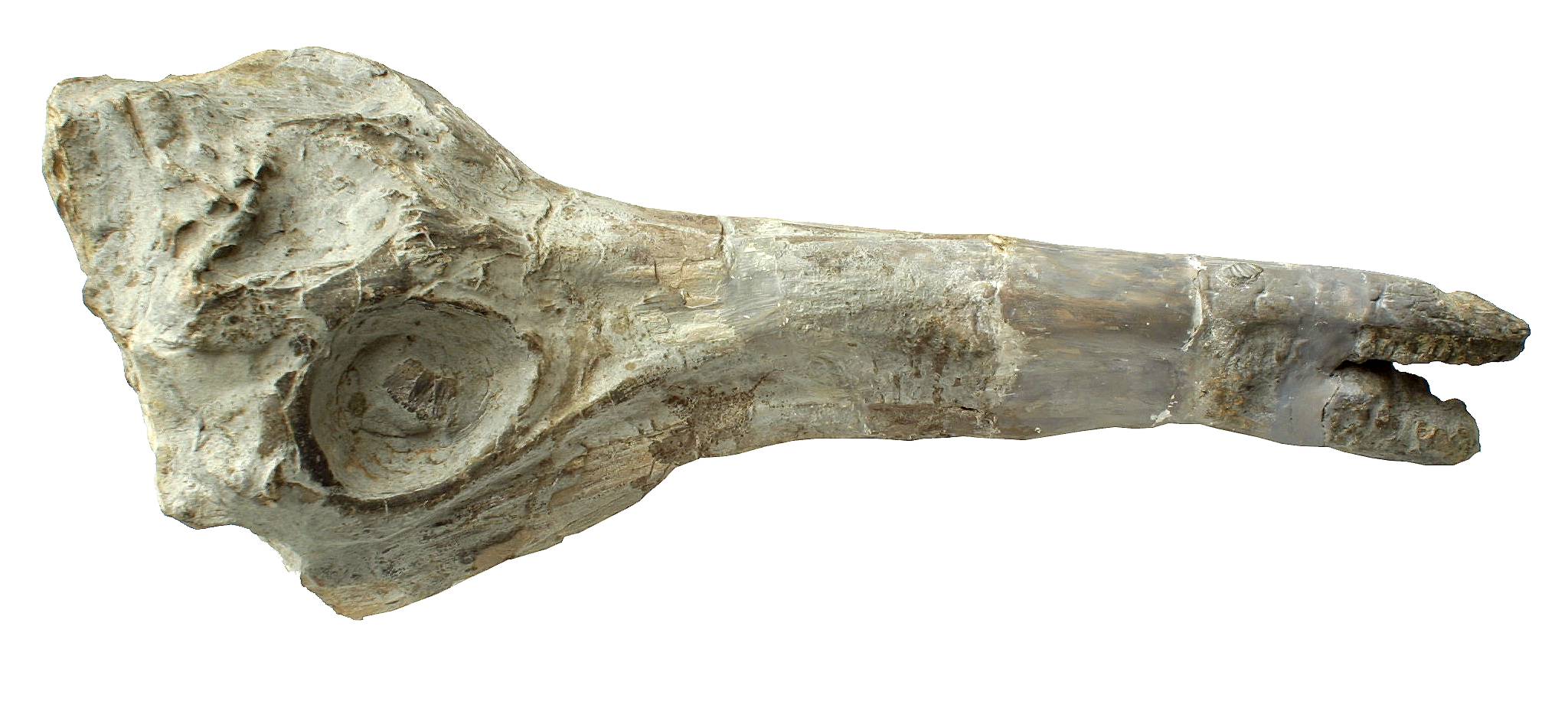 A fossilised ichthyosaur skull from the Herbert Art Gallery & Museum collection
