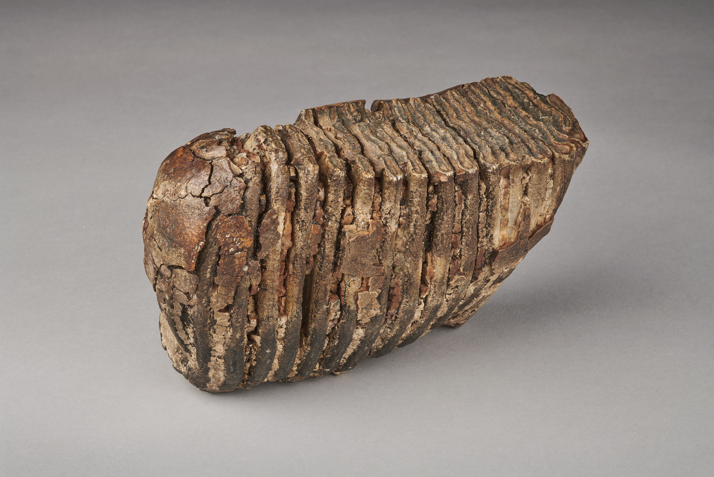 A large segmented fossil from the Herbert collection - but you'll have to join the talk to find out what it is!