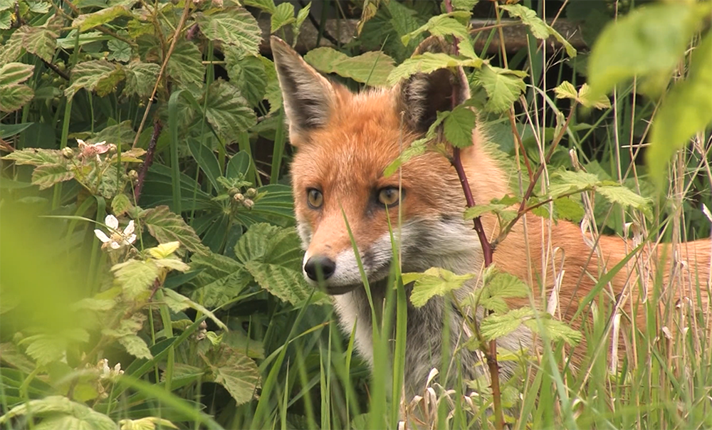 A fox lurks in the hedgerow