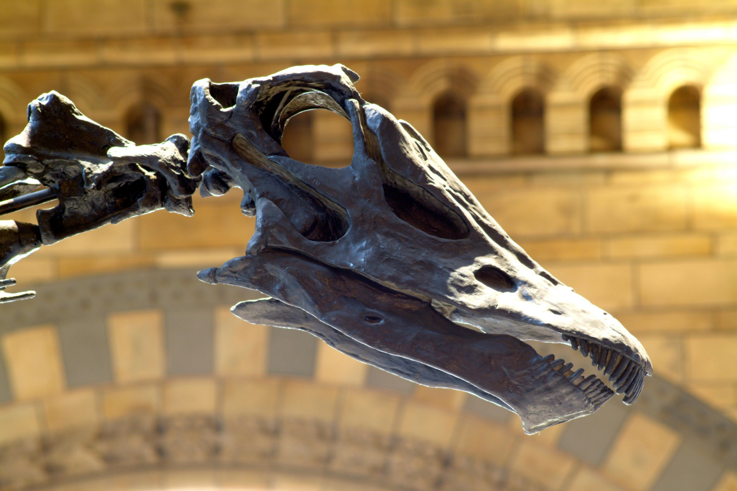 The head of Dippy the dinosaur on display at the Natural History Museum