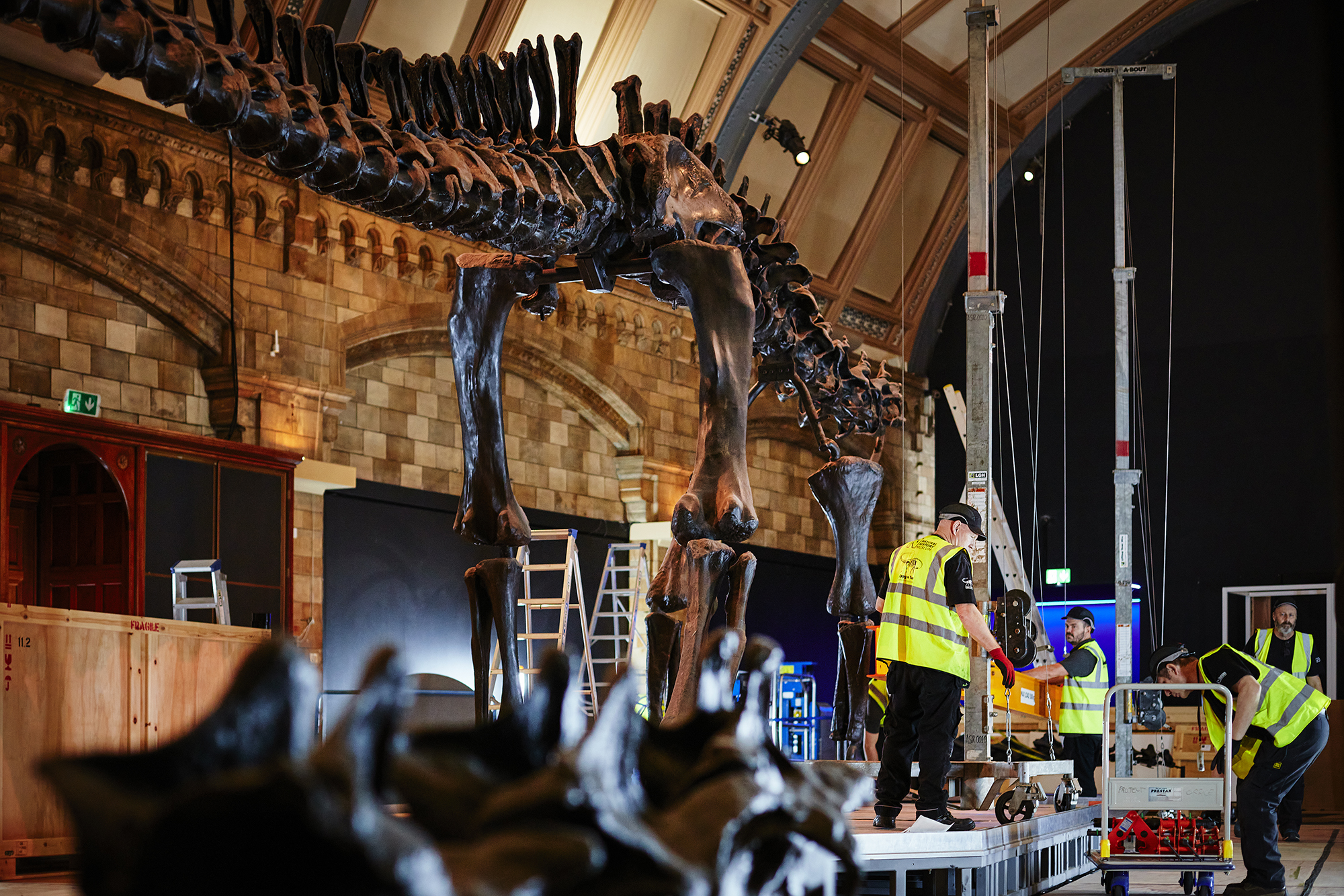 People in hi vis vests deinstalling Dippy the Diplodocus cast at the Natural History Museum