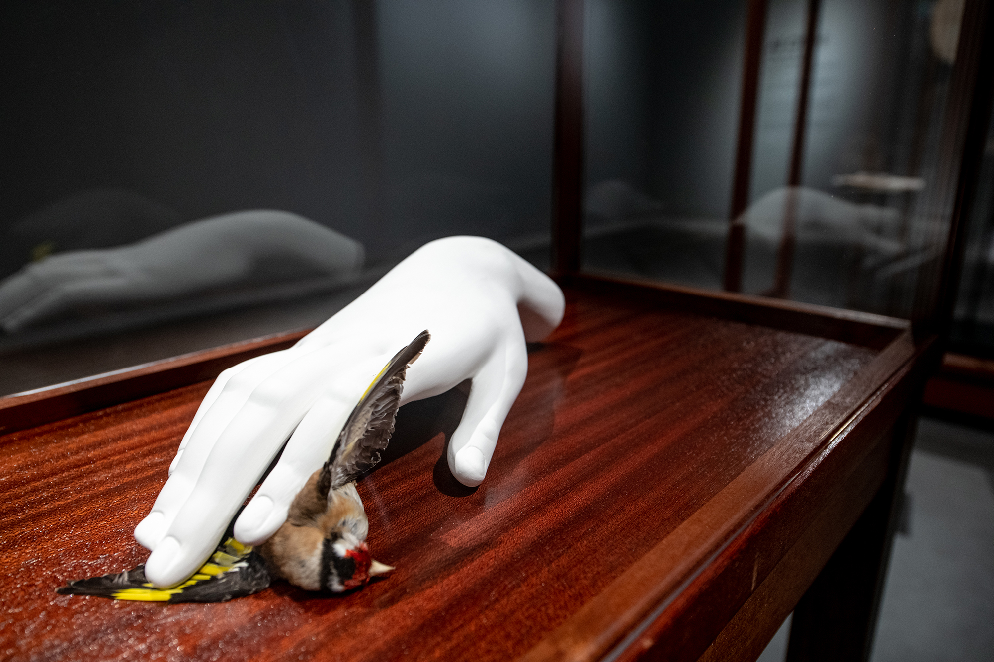 The Madonna of the Cat, after Barocci (2022) by Ali Cherri - a sculpture of a white, Classical-style hand pressing down on a taxidermied goldfinch, positioned as if trying to escape. The sculpture is contained within a wood and glass cabinet.