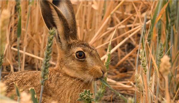 Warwickshire Wildlife Talks with Simon Watts