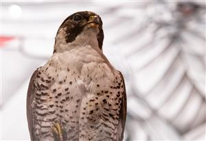 Art Masterclass: British Birds Still Life Oil Painting