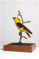 Golden oriole (Oriolus oriolus). This is an adult male golden oriole. It spends its breeding season and summer in Europe and winter in Africa.