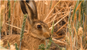 Warwickshire Wildlife Talks with Simon Watts