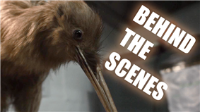 A Trilogy of Taxidermy