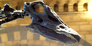Dippy in Coventry: The Nation's Favourite Dinosaur