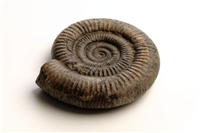 Ammonite. This is a fossil ammonite. They lived from 400 to 65.5 million years ago. Like today's octopuses and squid, they were soft bodied creatures which lived in the shell you see here.