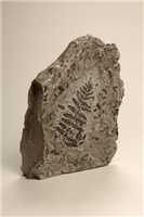 Fossil plant (Mariopteris nervosa). Found in a Warwickshire coal mine, this fossil although it resembles a fern actually comes from a tree which lived 300 million years ago in the swamps where Coventry is today.