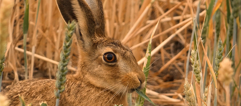Warwickshire Wildlife Talks with Simon Watts